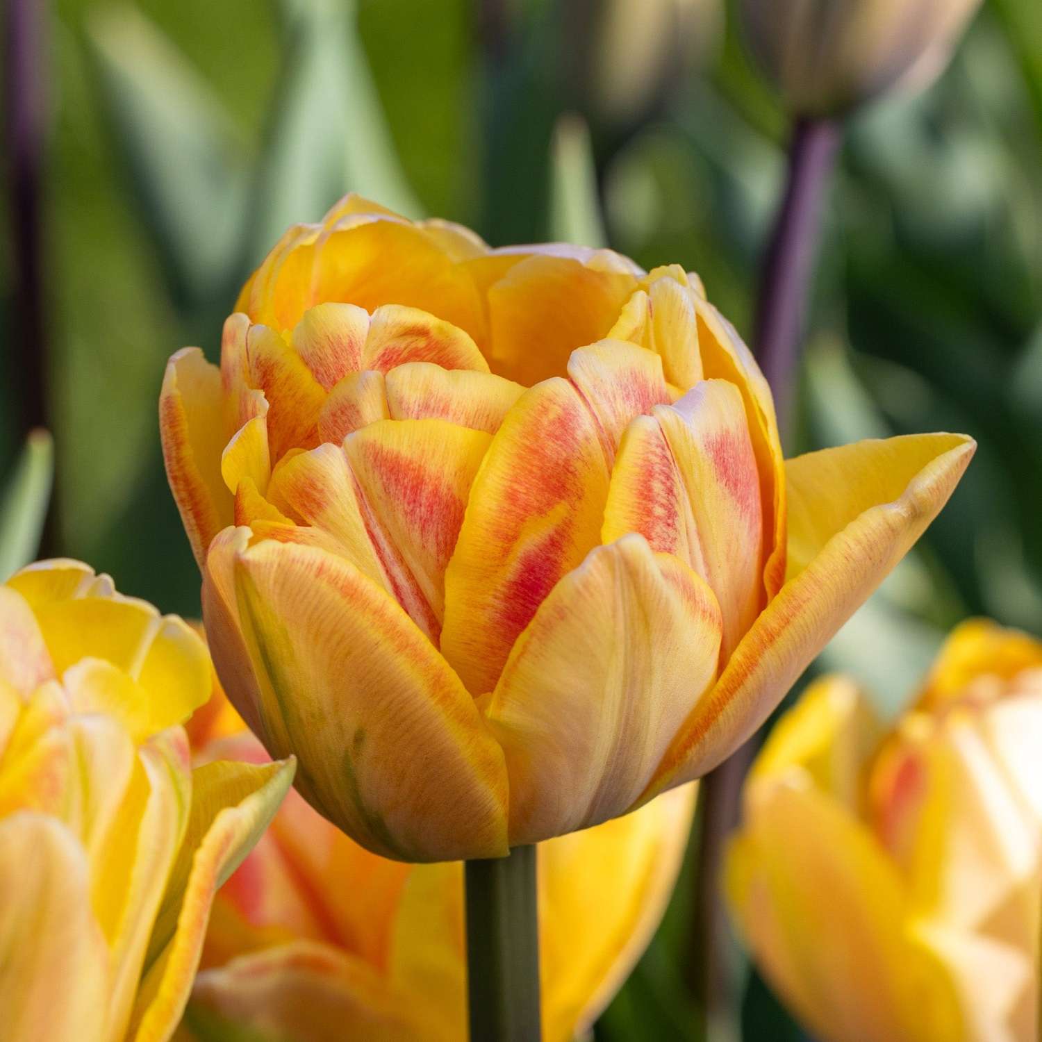 Tulpe 'Foxy Foxtrot'
